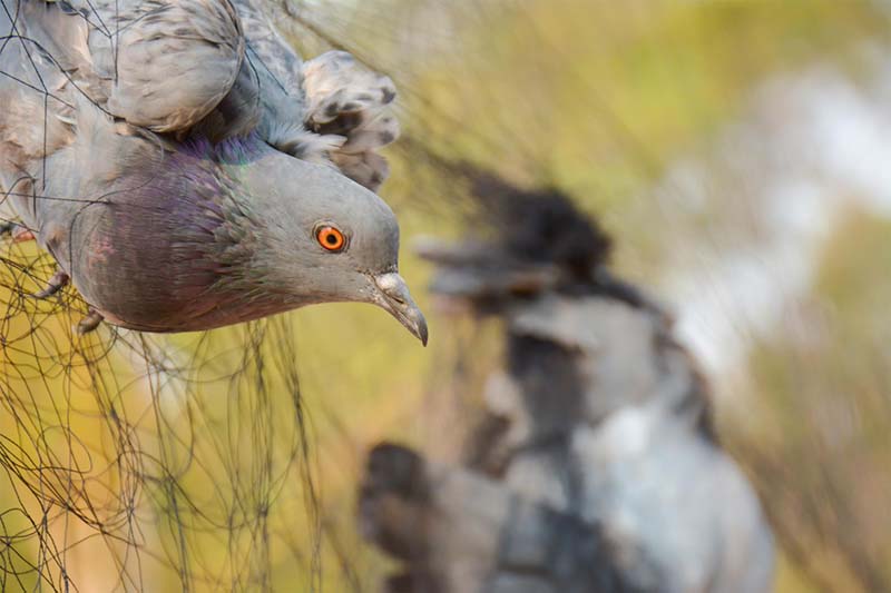 Filet Anti-Pigeon : la solution efficace pour les faire fuir ?